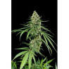 Critical + feminizadas de Dinafem Seeds