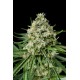 Semillas Critical + 2.0 de Dinafem