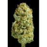 Critical Cheese feminizadas de Dinafem Seeds