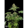 Moby Dick feminizadas de Dinafem Seeds