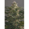 OG Kush feminizadas de Dinafem Seeds