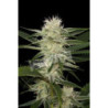Original Amnesia feminizadas de Dinafem Seeds