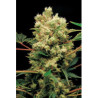 Power Kush feminizadas de Dinafem Seeds