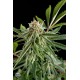 Semillas Royal Haze de Dinafem