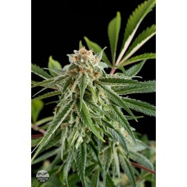 Semillas Royal Haze de Dinafem