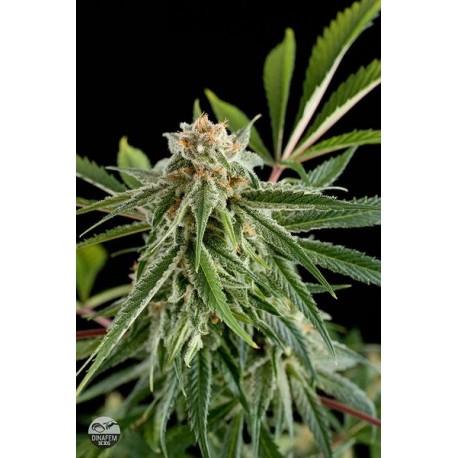 Semillas Royal Haze de Dinafem