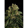 Santa Sativa feminizadas de Dinafem Seeds