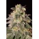 Shark Shock CBD