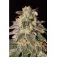 Semillas de marihuana medicinales Shark Shock CBD