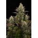 White Widow de Dinafem