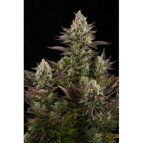 White Widow de Dinafem