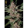 Bubba Kush