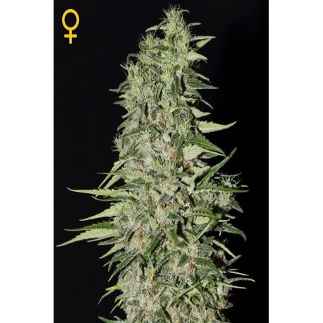 Diamond Girl de Green House