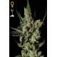 Semllas de cannabis Exodus Cheese