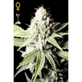 Semillas Great White Shark de Green House