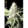 Great White Shark