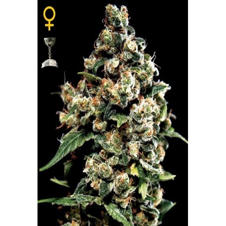 Semillas de marihuana Jack Herer