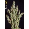 NL 5 Haze Mist
