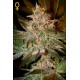 Pure Kush