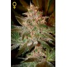 Pure Kush