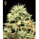 Semillas feminizadas Super Bud de Green House