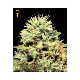 Semillas feminizadas Super Bud de Green House