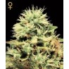 Super Bud