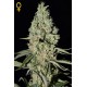 Semillas de marihuana Super Critical de Green House