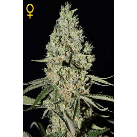 Semillas de marihuana Super Critical de Green House