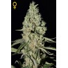 Super Critical