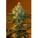 Semillas de marihuana Super Lemon Haze