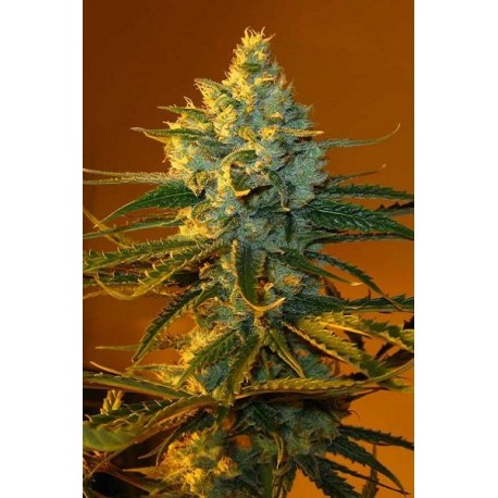 Semillas de marihuana Super Lemon Haze