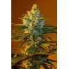 Super Lemon Haze