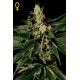 Semillas de marihuana Trainwreck de Green House