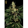 TrainWreck