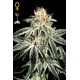 White Widow