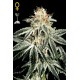 Semillas White Widow de Green House