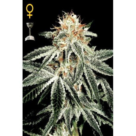 Semillas White Widow de Green House