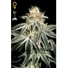 White Widow