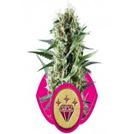 Special Kush 1