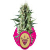 Special Kush 1 feminizadas de Royal Queen