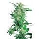 Semillas Big Bud De Sensi Seeds