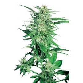 Semillas Big Bud De Sensi Seeds