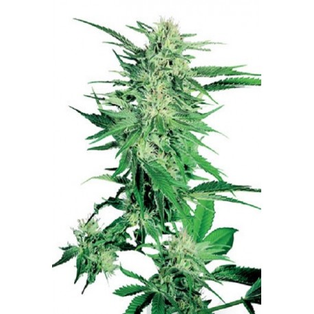 Semillas Big Bud De Sensi Seeds