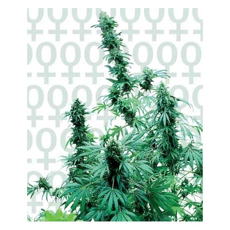 Semillas Early Skunk de Sensi Seeds