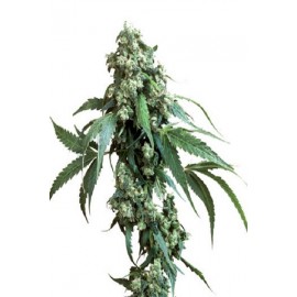 Semillas Jack Flash 5 de Sensi Seeds