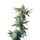 Semillas Northern Light de Sensi Seeds