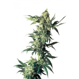 Semillas Northern Light de Sensi Seeds