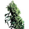 Northern Lights 5 x Haze 100% feminizadas de Sensi Seeds