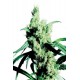 Silver Haze 9